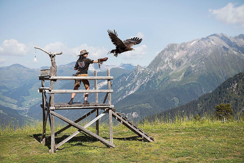 Ein Mann mit Adler auf der Adlerbühne Ahorn in Mayrhofen im Zillertal
