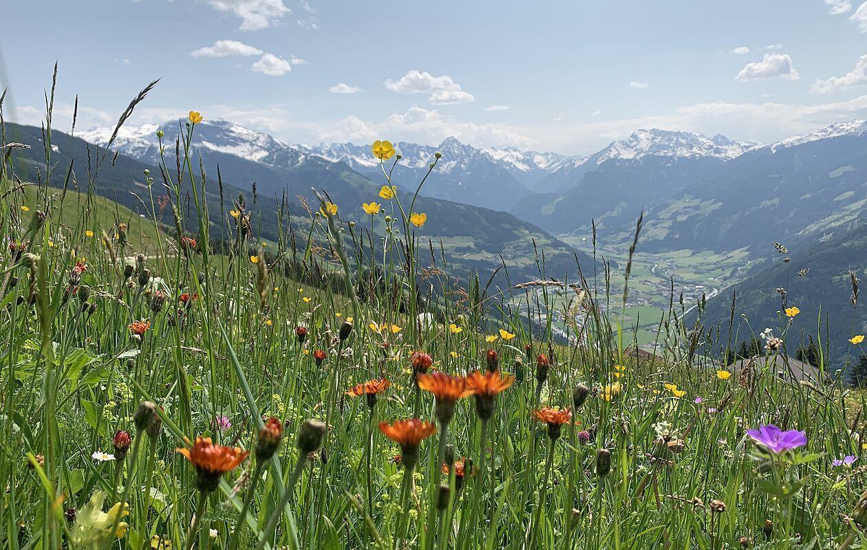 Bunte Blumenwiese in den Bergen mit Blick auf das Zillertal in Österreich 