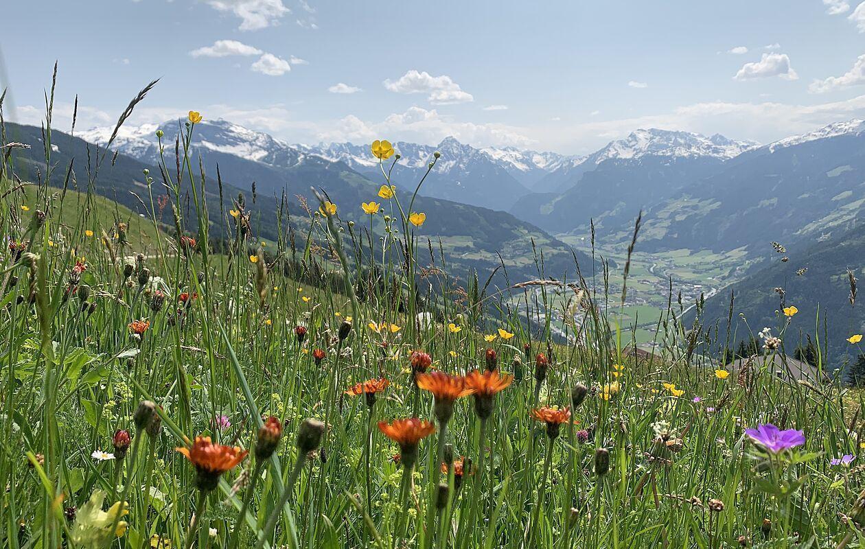 Bunte Blumenwiese in den Bergen mit Blick auf das Zillertal in Österreich