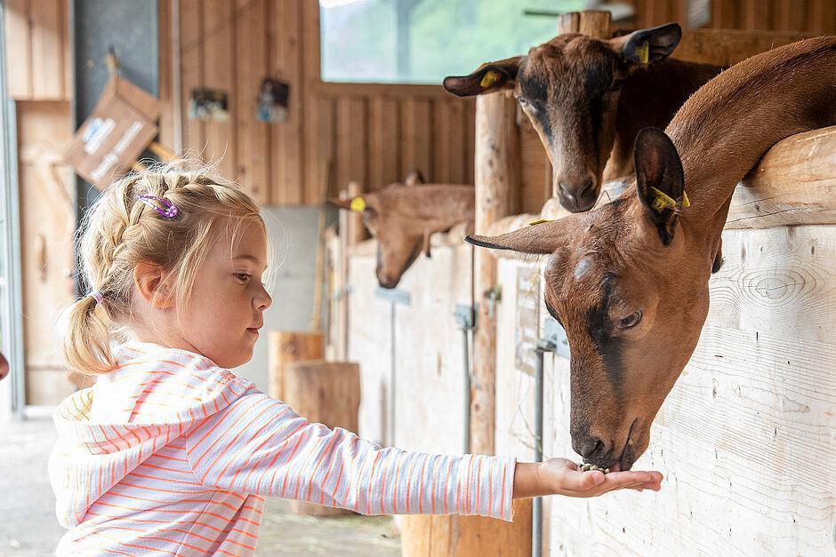 Kleines Mädchen füttert Ziegen in einem Stall im Familienhotel Zillertal 