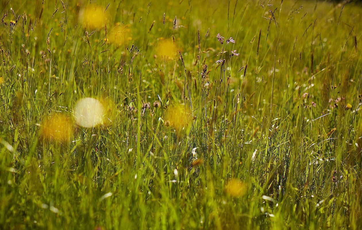 Grüne Wiese mit bunten Bergblumen in den Bergen von Österreich 