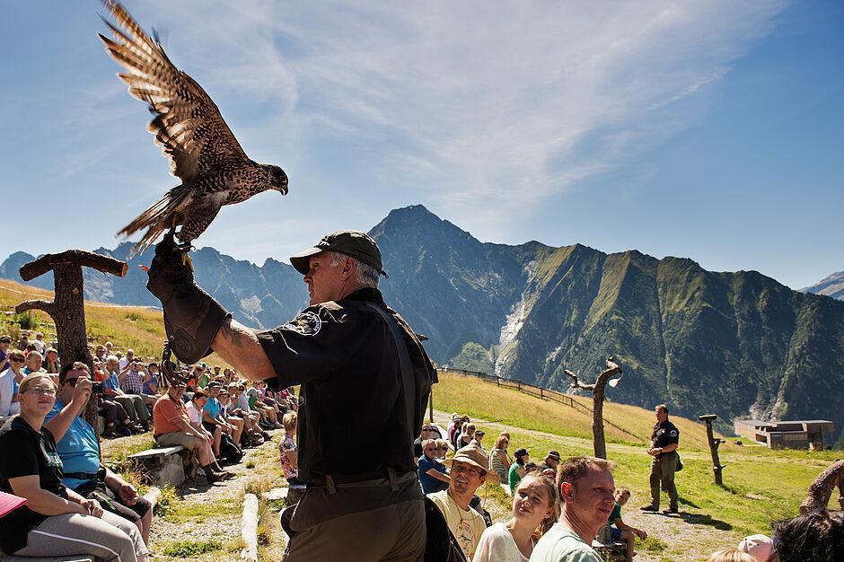 Ein Falkner mit Falke auf dem Arm vor einer Menge Zuschauer auf der Adlerbühne in den Zillertaler Alpen