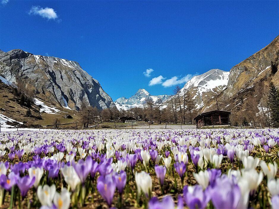 Colorful crocus landscape in the middle of a snowy mountain landscape
