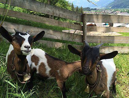 Zwei Ziegen im Streichelzoo des Familienhotels im Zillertal
