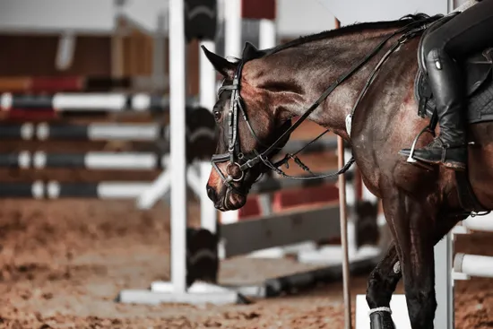 Reiten.jpg